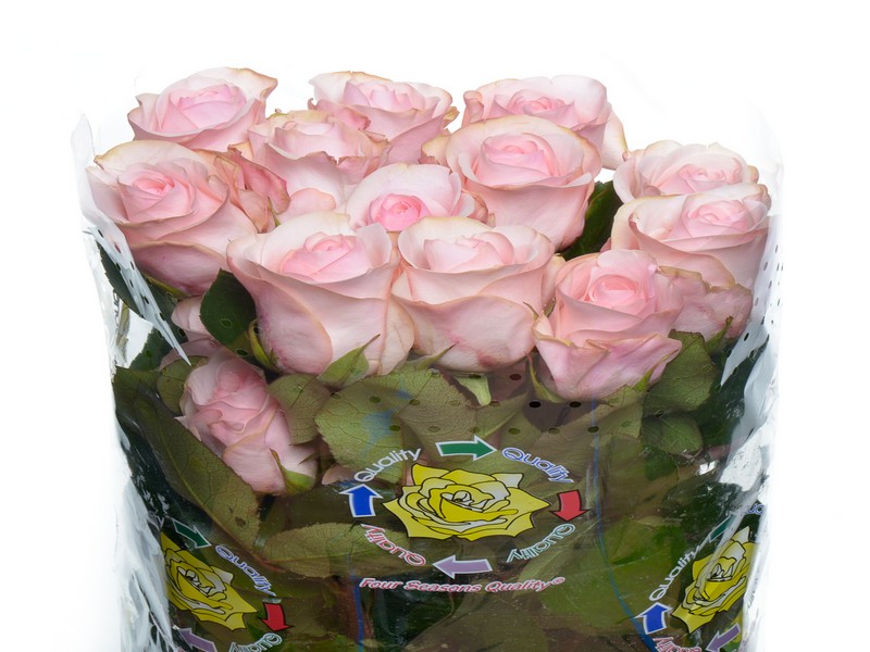 ROSE NOVIA 60